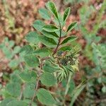 Hosackia crassifolia Leaf
