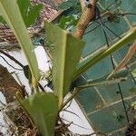 Anthurium hacumense Blüte