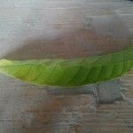Psychotria viridis Foglia