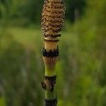 Equisetum laevigatum Flor