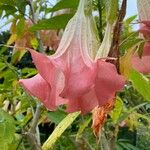 Brugmansia suaveolens Blomst