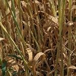 Hordeum vulgare Blad