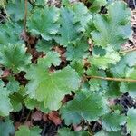 Heuchera cylindrica Leaf