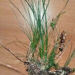 Carex alba Blatt