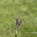 Carex nigra Blomma