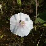 Convolvulus betonicifolius Flower