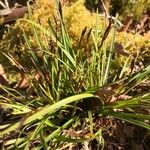 Carex digitata Blatt