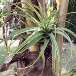 Tillandsia utriculataبرگ