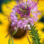 Cleomella serrulata Flower