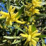 Acacia longifolia Flower