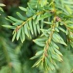 Taxus brevifolia Лист