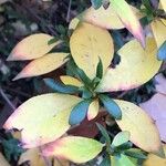 Rhododendron kaempferi List