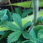 Potentilla nepalensis Hoja