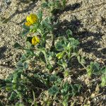 Medicago littoralis 葉