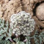 Lomatium nevadense Flower