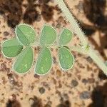 Tephrosia uniflora Leaf