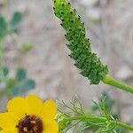 Adonis dentata Fruit