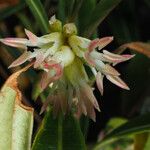 Sarcococca hookeriana Flower