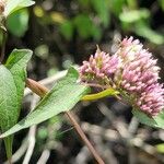 Mikania scandens ശീലം