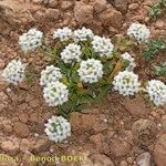 Lobularia libyca Hàbitat