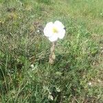 Helianthemum violaceum Цветок