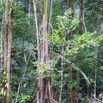 Oenocarpus bacaba Casca