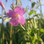 Epilobium hirsutum花