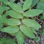 Maianthemum racemosum 葉