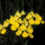 Calceolaria cavanillesii Flor
