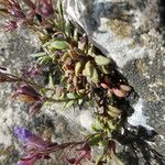 Chaenorhinum origanifolium Blad