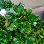 Rhododendron indicum Blad