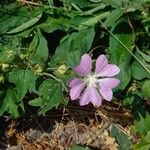 Malva thuringiaca Flower