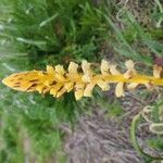 Orobanche flava Flower