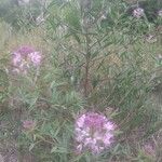 Cleome serrulata Λουλούδι