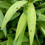 Succisella inflexa 葉