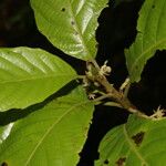 Sloanea faginea Flower