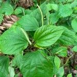 Piper wachenheimii Leaf