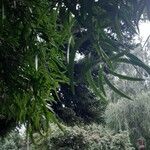 Podocarpus salignus ഇല