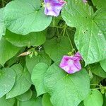 Ipomoea tricolor Plante entière