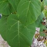 Paulownia tomentosaBlatt