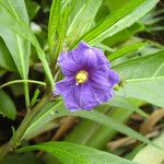 Solanum nudum Flower