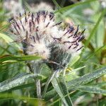 Saussurea alpina Flower