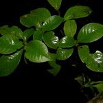 Psychotria parvifolia