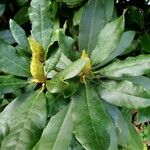 Rhododendron ponticum Leaf