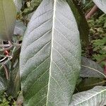 Rhododendron sinogrande Blad