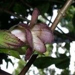 Drymonia serrulata Fruto