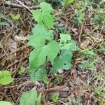 Ipomoea cordatotriloba Habit