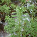 Myriophyllum aquaticum Folha