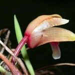 Maxillaria sanguinea Çiçek