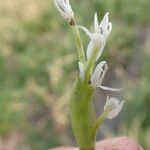Heteranthera reniformis Fula